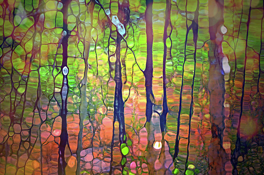 Light Dancing in the Forest Digital Art by Tara Turner - Pixels