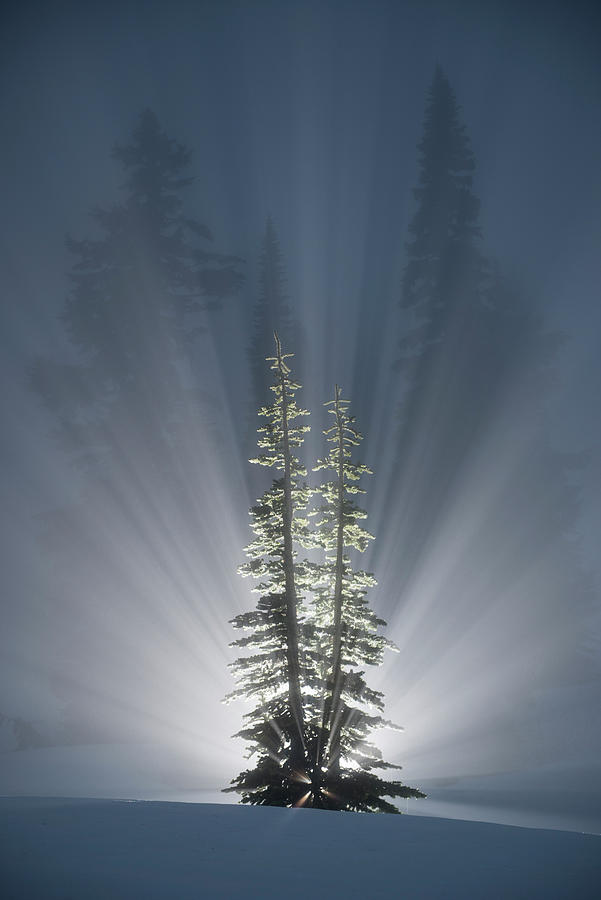Light Emitting Through Trees In Forest During Winter At Night Photograph by Cavan Images Light Emitting Through Trees In Forest During Winter At Night Photograph by Cavan Images