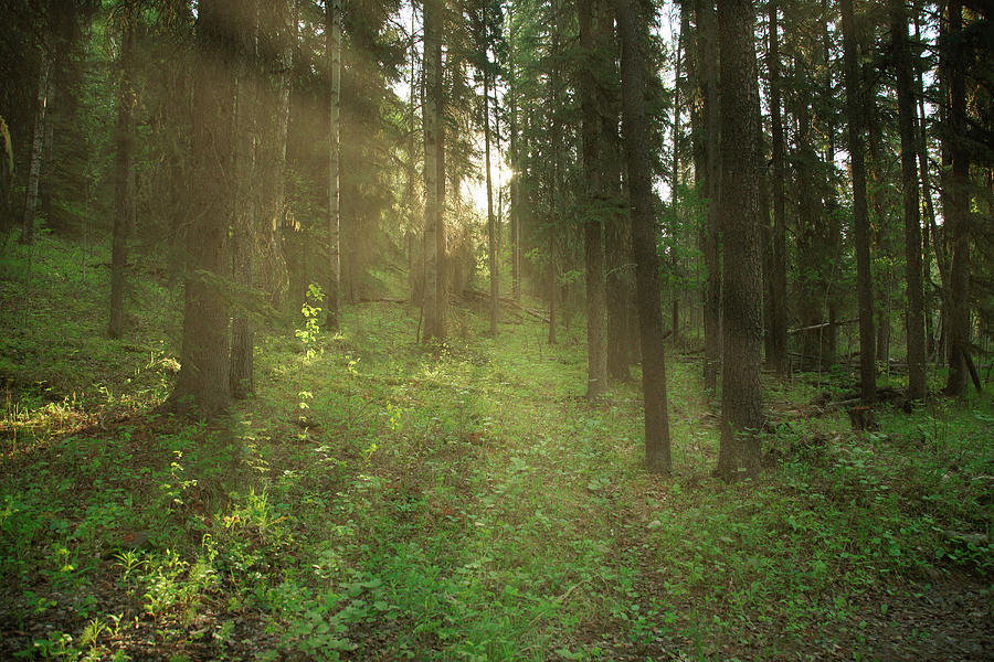 Light Filtering Through Trees In Woods Photograph by Tom Fowlks