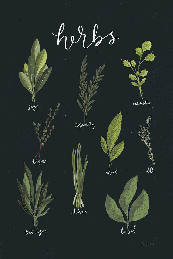 Basil Drawing - Light Green Herbs I Black by Becky Thorns