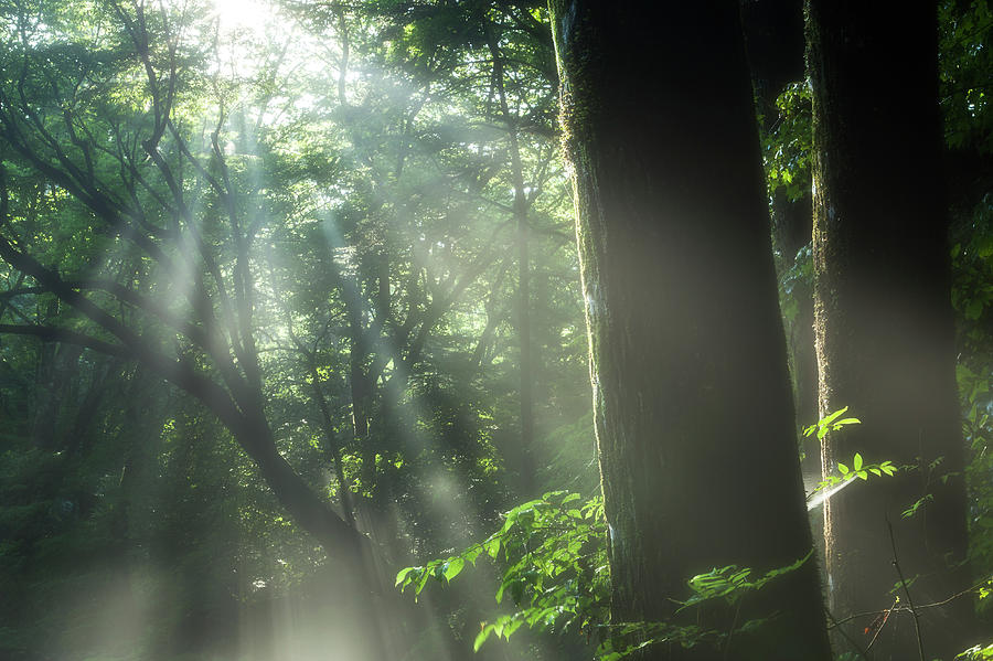 Light In Forest Photograph by Isogawyi