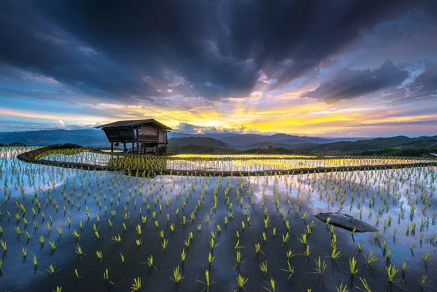 Farm Photograph - Light In Rice by Sarawut Intarob
