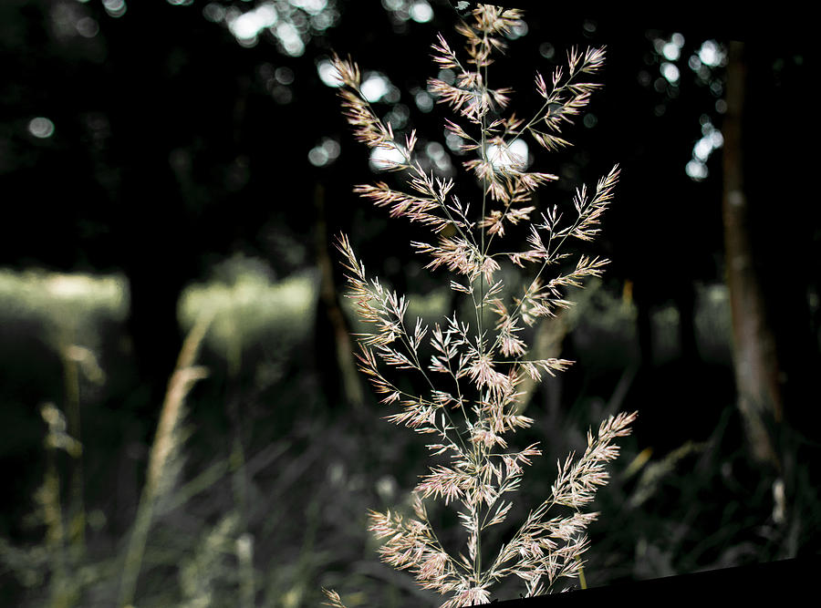 Plants Photograph - Light in the black Forest by Brigitta Diaz