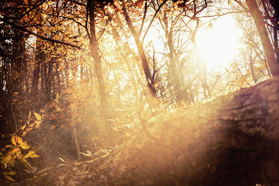 Light In The Forest Photograph by Moreiso