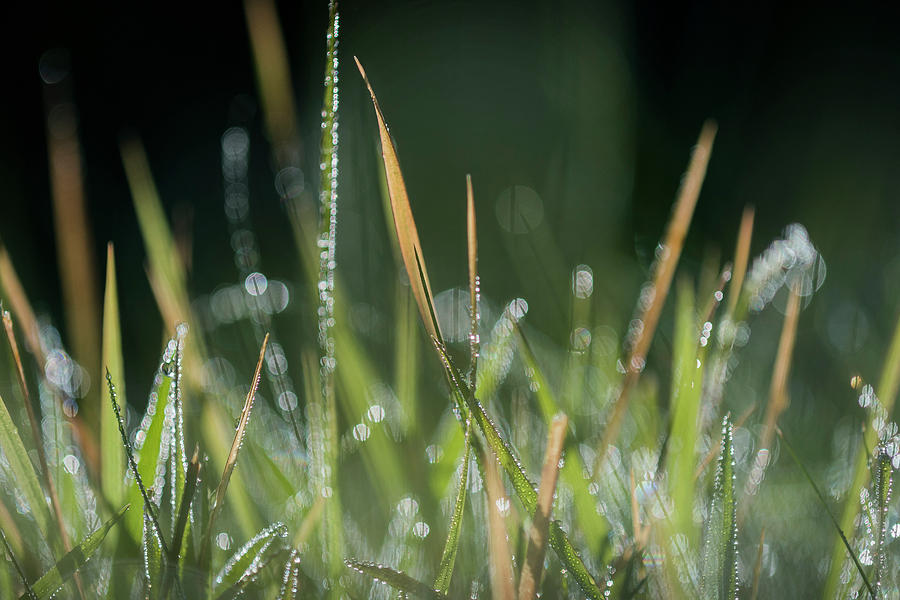 Light in the Grass by Robert Potts Light in the Grass by Robert Potts
