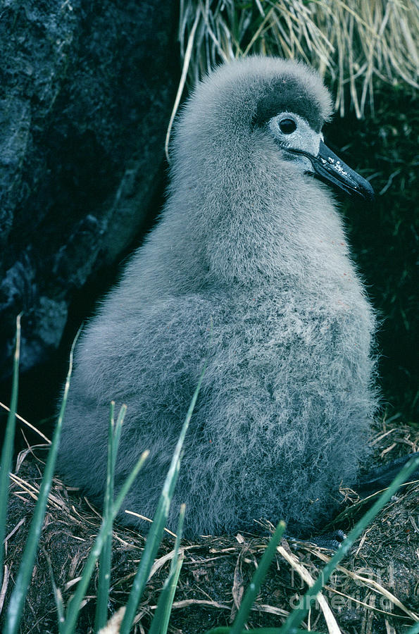 Light-mantled Albatross Chick Photograph by British Antarctic Survey/science Photo Library