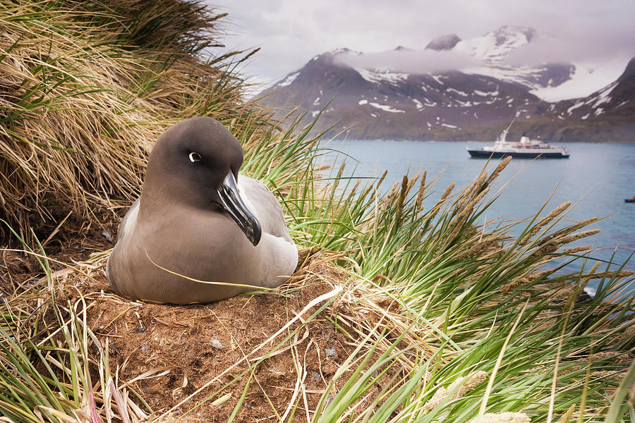 Light-mantled Albatross On A Cliff Top Photograph by Mint Images - Art Wolfe