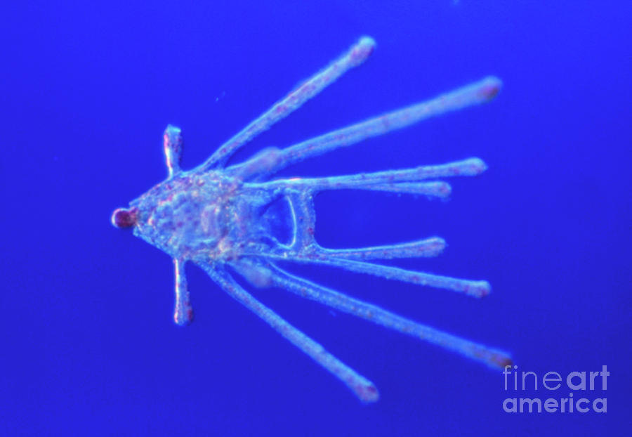 Light Micrograph Of Sea Urchin Larva Photograph by Science Pictures ...