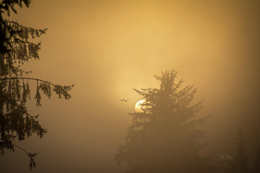 Light Morning Fog Photograph by Bill Posner