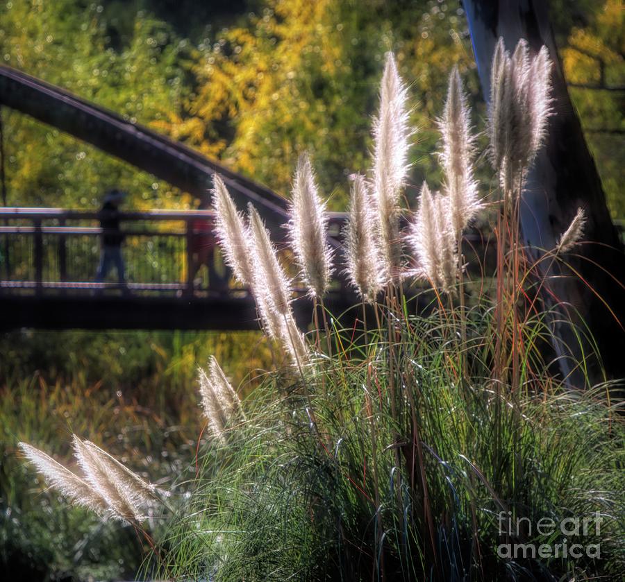 Light Nature Cattails Explore  Photograph by Chuck Kuhn