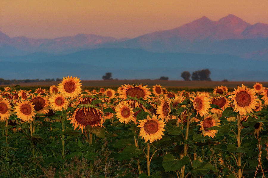 Light Of The Sunflowers Photograph by John De Bord