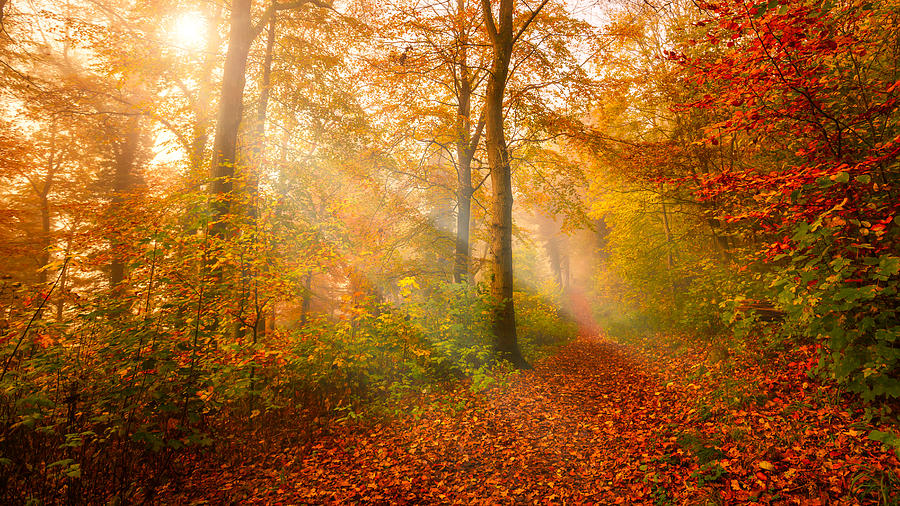 Tree Photograph - Light On Autumn Path. by Leif Lndal
