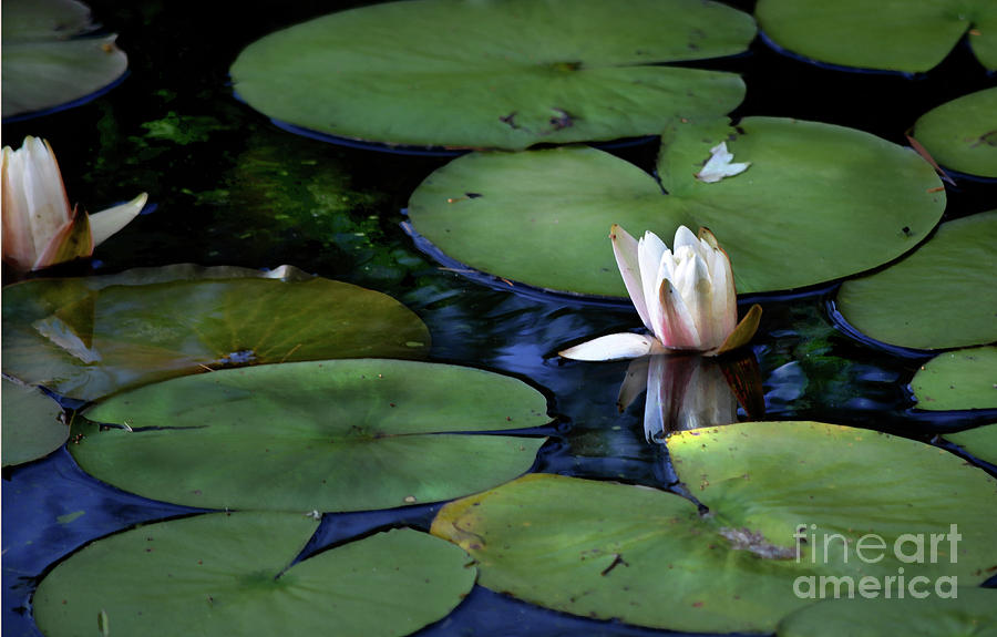 Light on Dark Lily Pads Photograph by Dianne Morgado