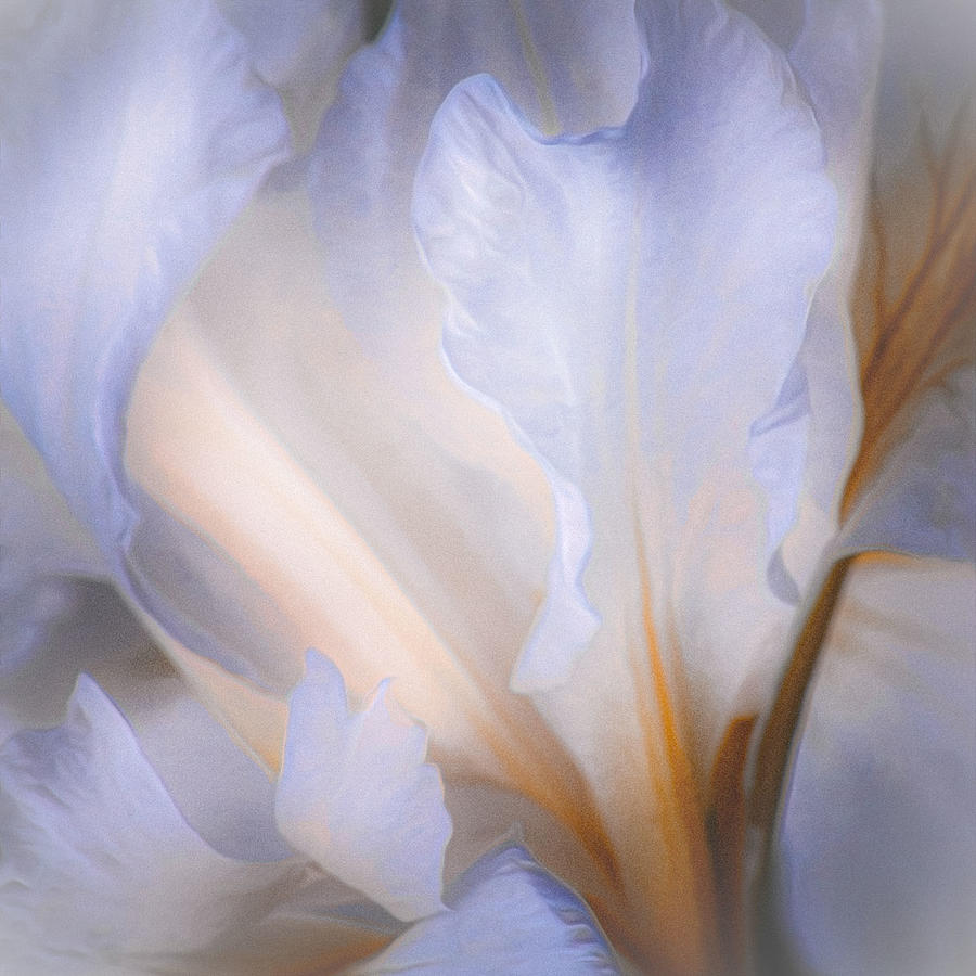 Iris Photograph - Light On Petals by Jeff Krewson