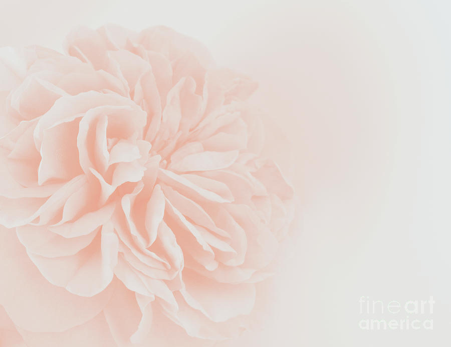 Nature Photograph - Light Peach Rose #3 #floral #art by Anitas and Bellas Art
