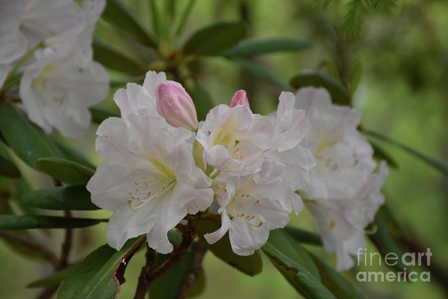 Light Pink and White Rhododendron Flower Blossoms on a Bush Photograph by DejaVu Designs