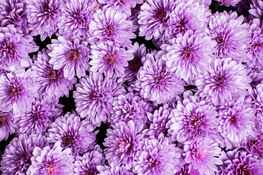 Light Pink Chrysanthemum Bouquet Background Photograph by Nikolett Emmert