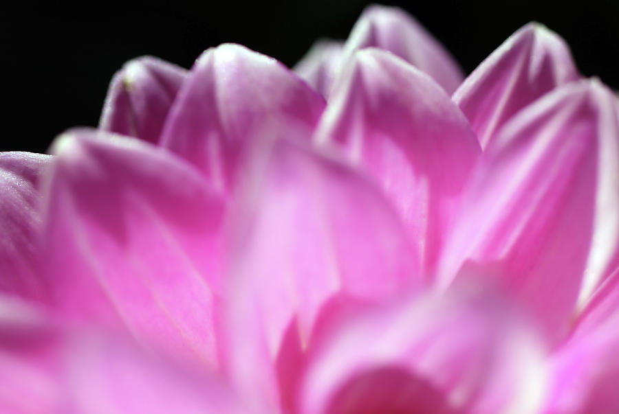 Nature Photograph - Light Pink Dahlia Macro Photo Of The Petals by Johanna Hurmerinta