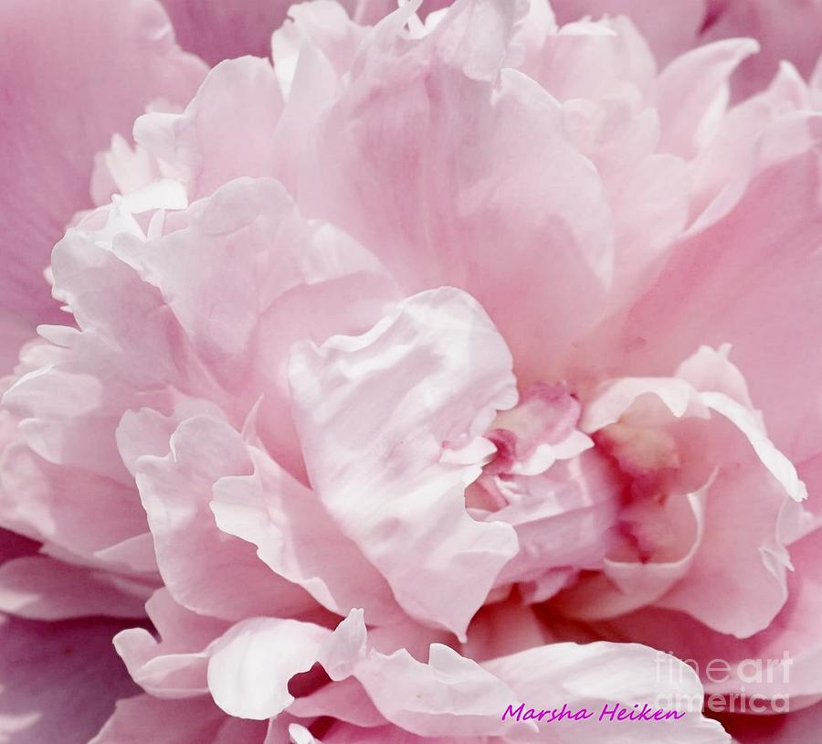 Photo Photograph - Light Pink Macro Peony by Marsha Heiken Photo Photograph - Light Pink Macro Peony by Marsha Heiken