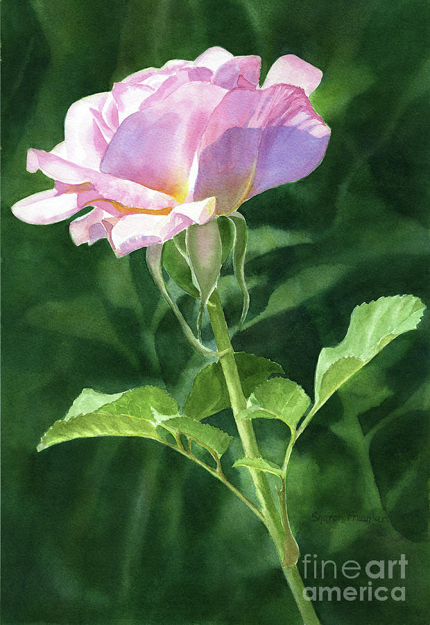 Light Pink Rose on a Stem with Dark Background Painting by Sharon Freeman