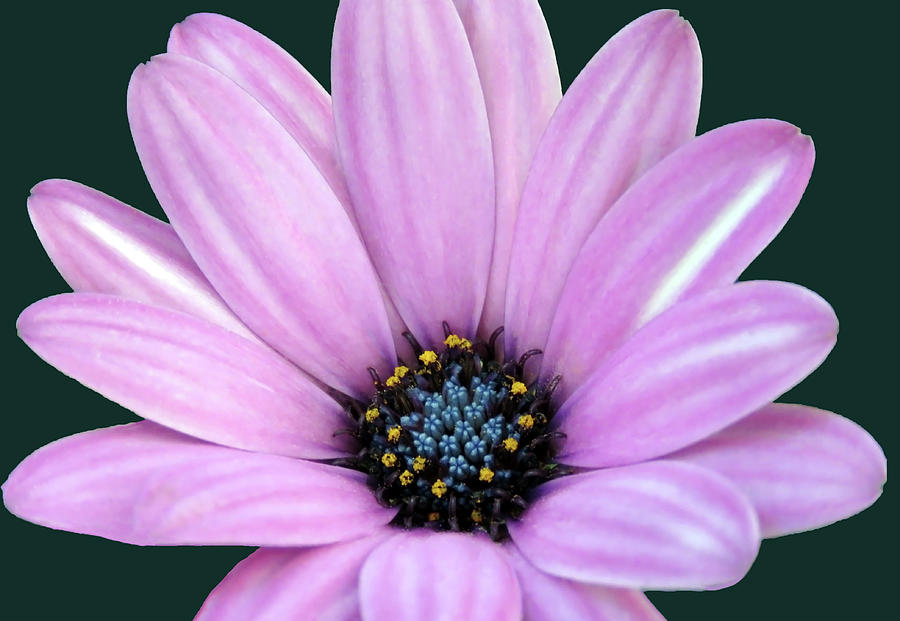 Light Pink Spanish Daisy Closeup by Johanna Hurmerinta Light Pink Spanish Daisy Closeup by Johanna Hurmerinta