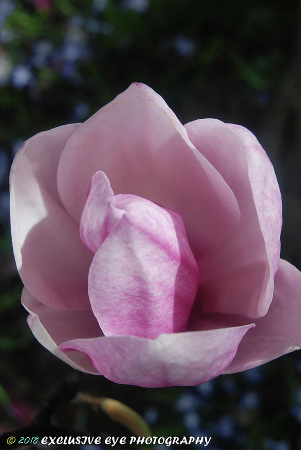 Light Pink Tulip Photograph by Ee Photography