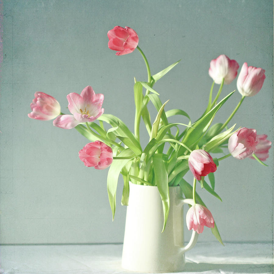 Light Pink Tulips In White Ceramic Photograph by Photography By Gordana Adamovic Mladenovic