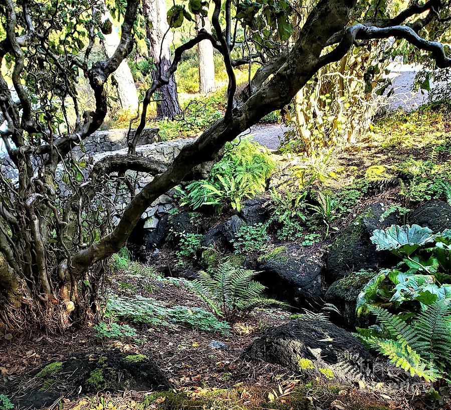 Light Play On A Moss And Fern Laden Creek Photograph