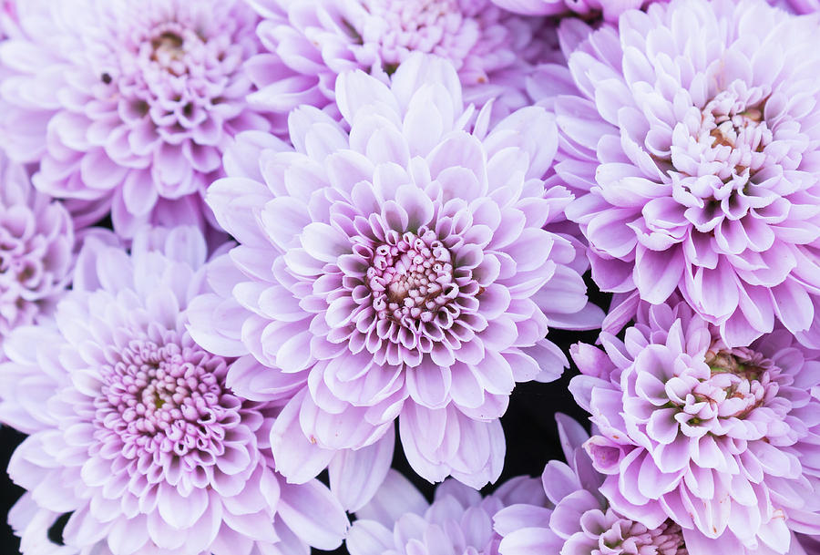 Light Purple Or Violet Mum Flowers In The Garden Steaf Pong 