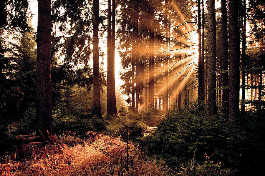Light Shines Through Trees Photograph by Andreas Schott (bonnix)