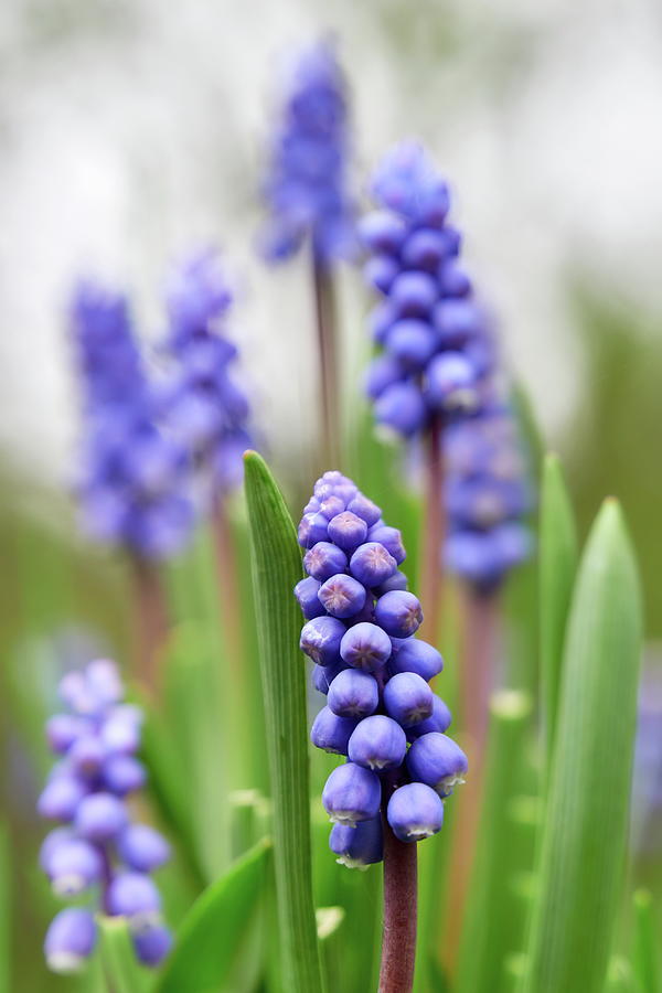 Light spring tones. Grape hyacinth Photograph by Jouko Lehto