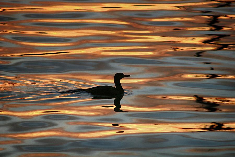 Light Swimming Photograph by Andrew Hewett