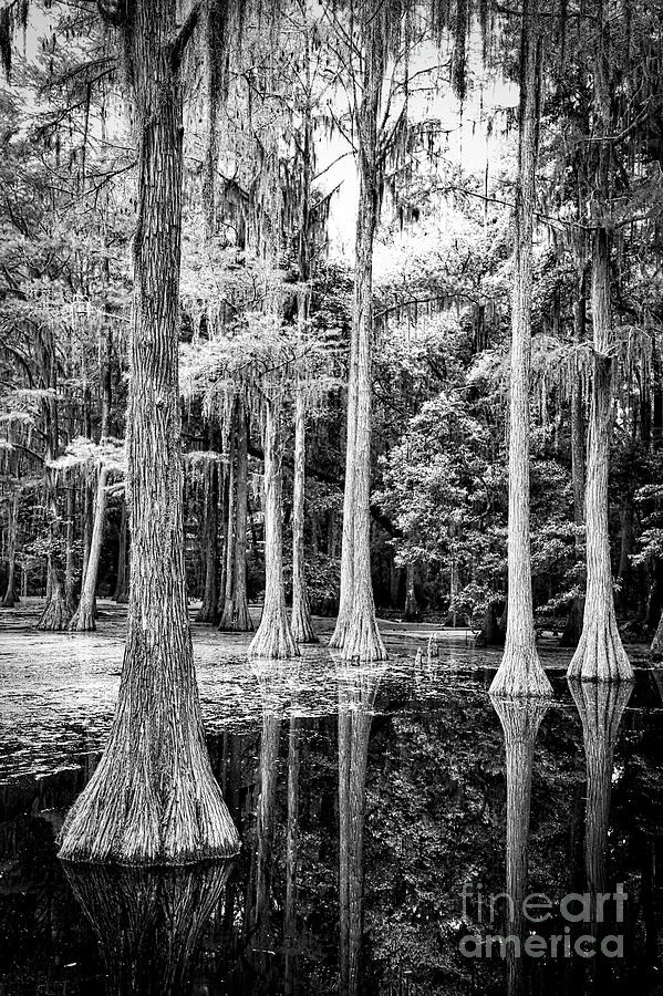Light through Cypress Swamp Black and White Photograph by Carol Groenen