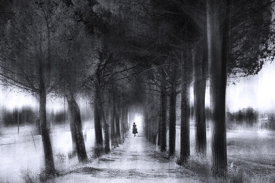 Tree Photograph - Light Through The Trees by Nicodemo Quaglia