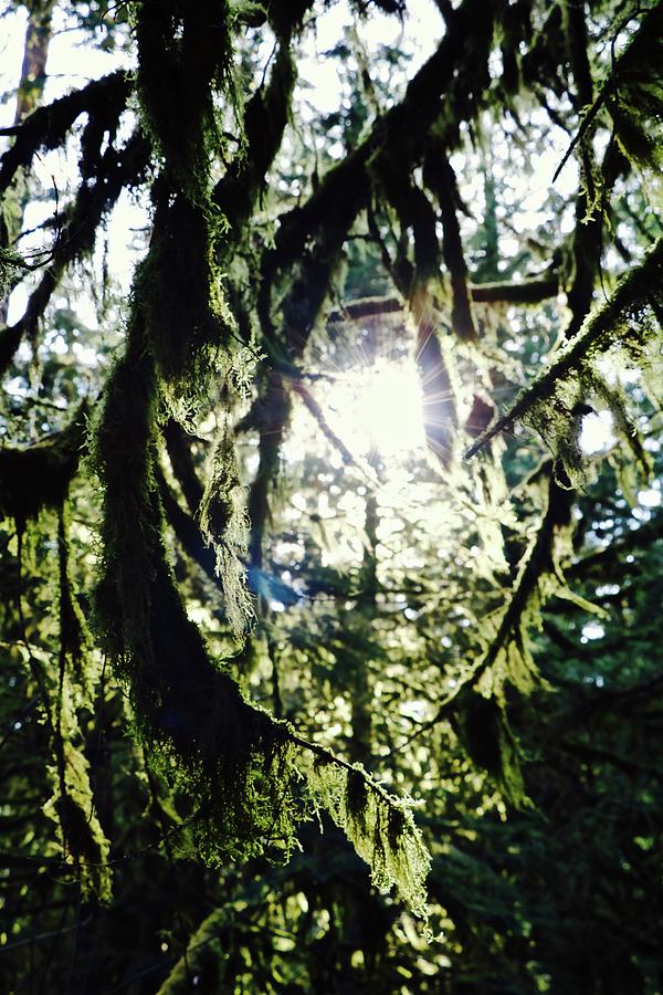 Light through the trees of Cathedral Grove Photograph by Brian Sereda