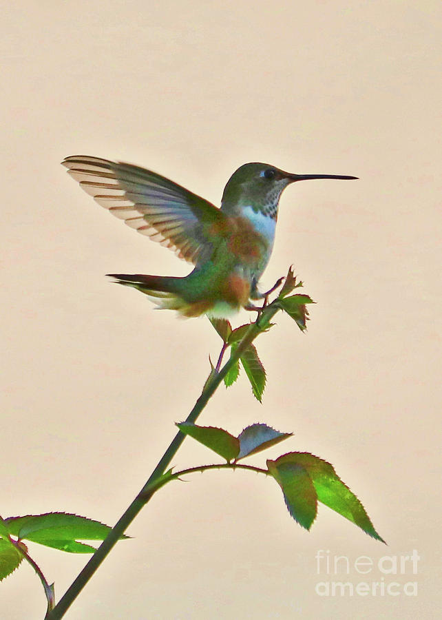Light Touch Hummingbird Photograph by Carol Groenen