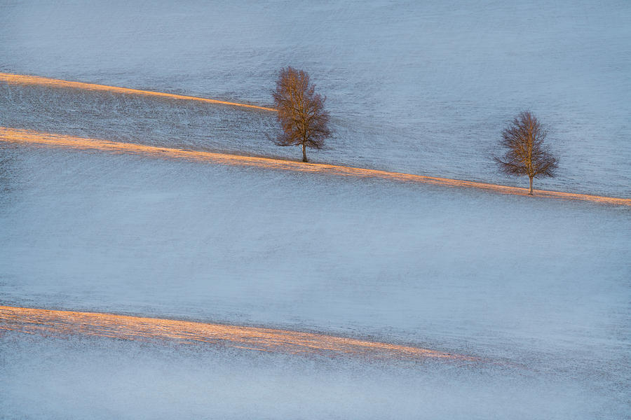 Tree Photograph - Light Traces by Petar Sabol