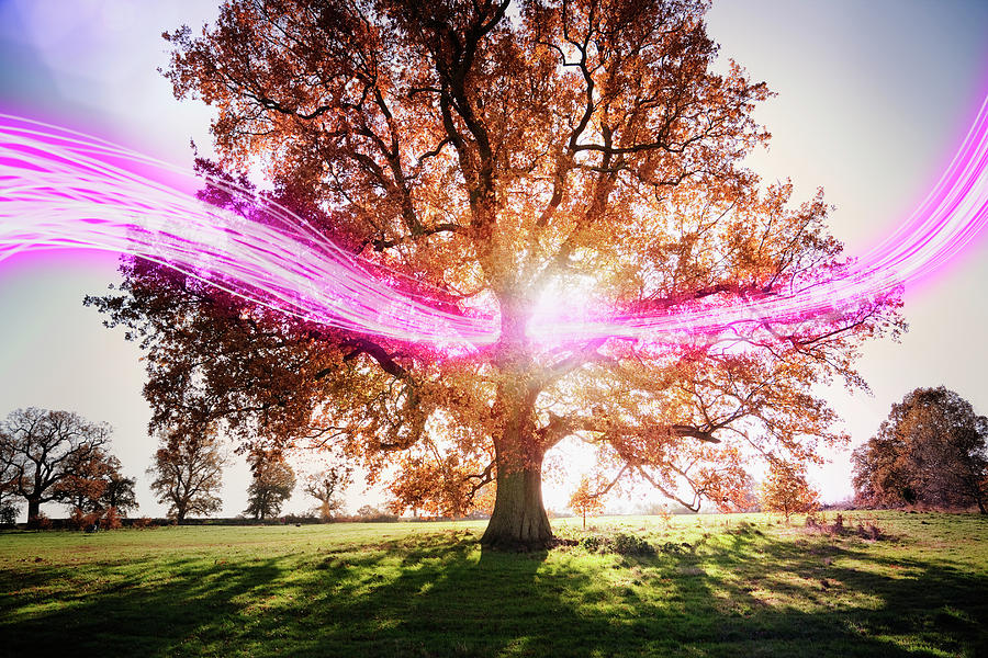 Light Trails Passing Around Tree Photograph by Robert Decelis Ltd Light Trails Passing Around Tree Photograph by Robert Decelis Ltd