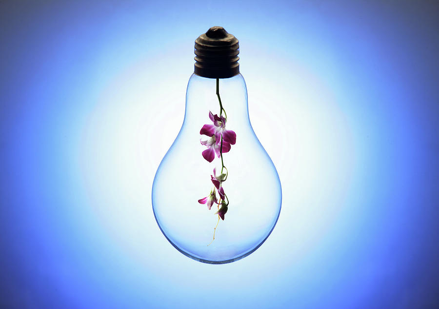 Lightbulb With Orchid Inside, Blue Photograph by Viewstock