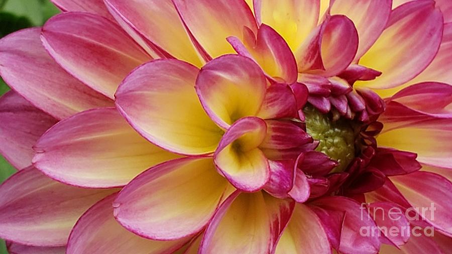 Lighted Dahlia Photograph by Chad and Stacey Hall
