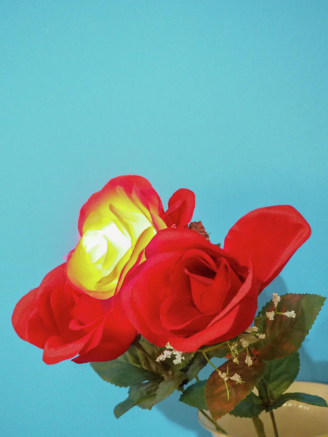 Lighted Rose Photograph by C Winslow Shafer