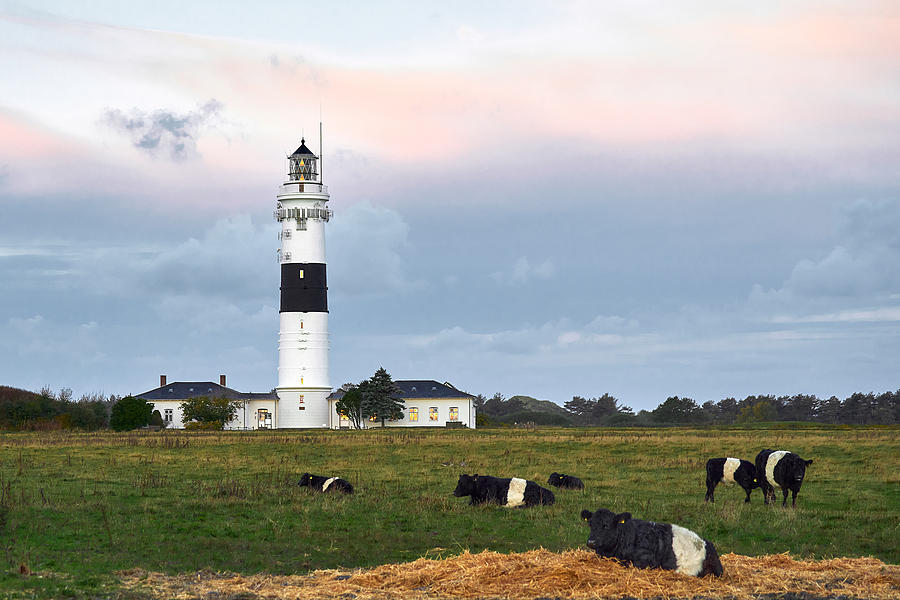 Lighthouse And Cows - All Striped Photograph by Bodo Balzer
