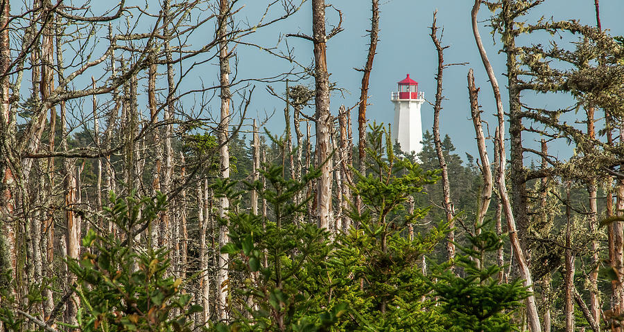Lighthouse Between the Trees Photograph by Ginger Stein