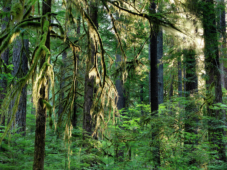 Lighting the Forest Photograph by Leland D Howard - Fine Art America