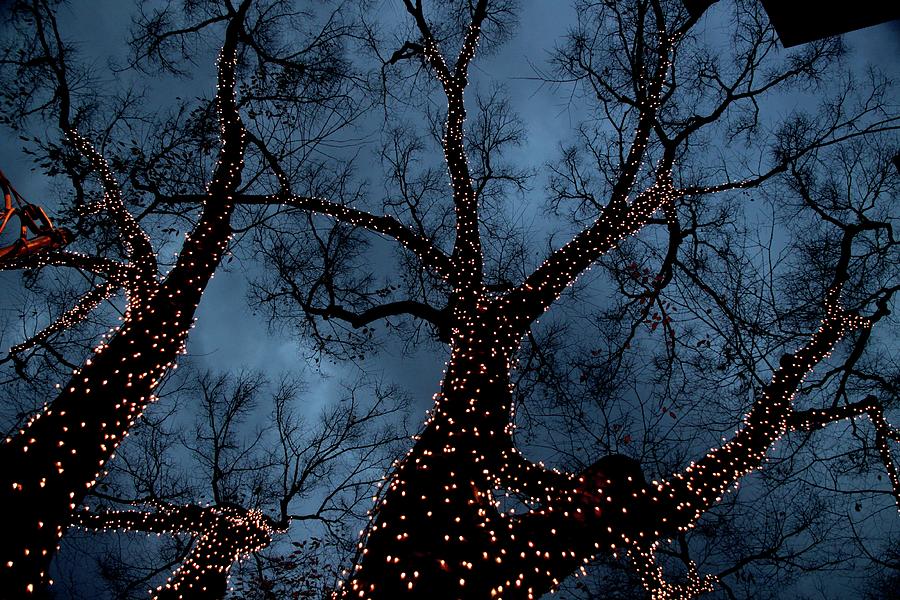 Lightings On Zelkova Tree Photograph by Jun Okada Lightings On Zelkova Tree Photograph by Jun Okada