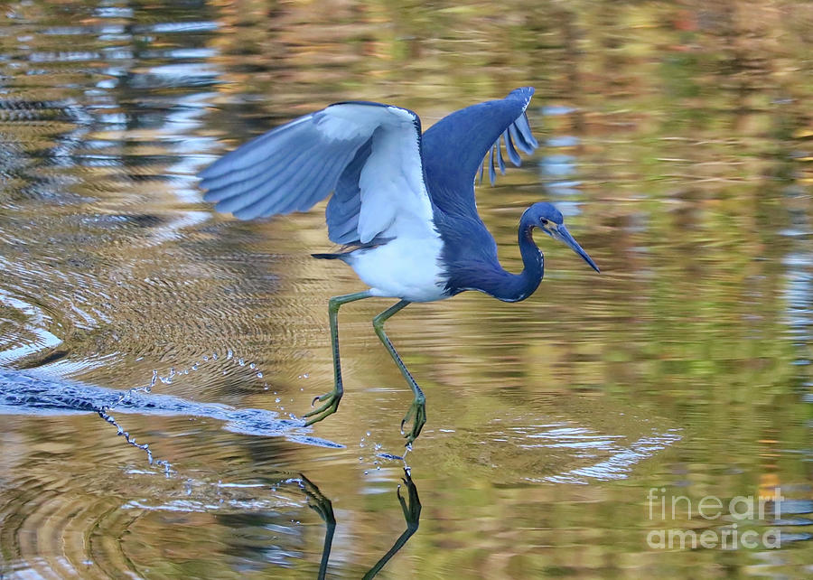 Lightly Touching Down Photograph by Carol Groenen
