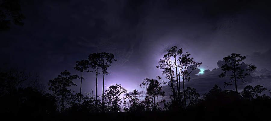 Lightning in the Cypress Forest Photograph by Mark Andrew Thomas