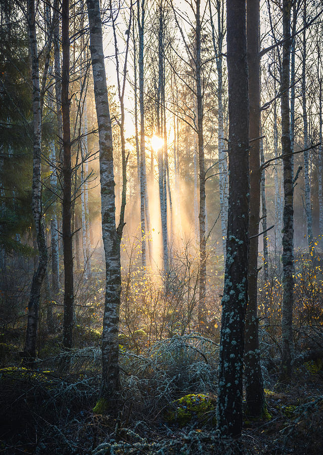 Fall Photograph - Lightrays In November Forest by Christian Lindsten