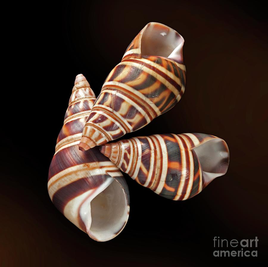 Liguus Land Snail Shells Photograph By Natural History Museum, London ...