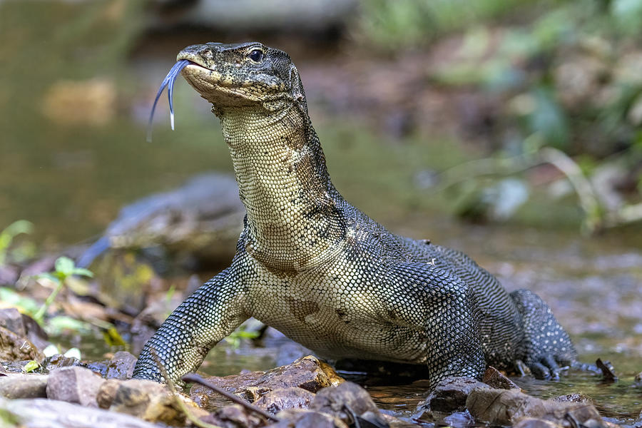 Like A Dinosaur Photograph By Alessandro Catta - Fine Art America